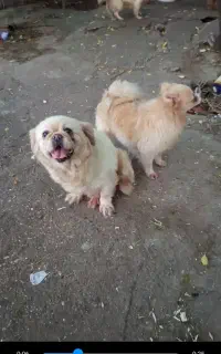 چند قلاده پاکوتاه ماده