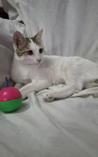 گربه ماده 7ماهه واکسن خورده عقیم شده