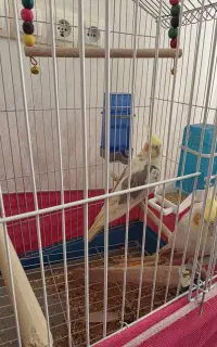 عروس هلندی جفت نر و ماده