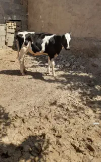 گوساله نر وگوساله ماده