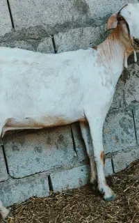 کهر تخمه جمولی اوس 3ماه نیم