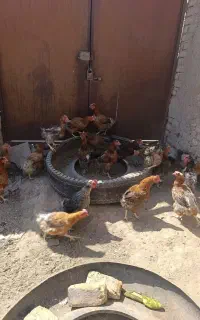 فروش 36عدد مرغ تخمی درجه یک