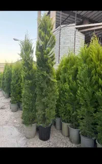 علف زنی وبیل زنی حمل بار خرید چوب