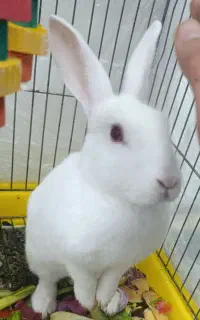 خرگوش آلبینو چشم قرمز