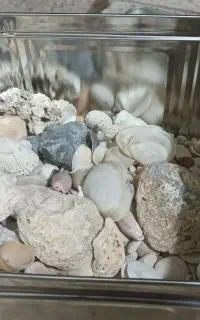 صدف و گوش ماهی آکواریوم سالم به فروش میرسد