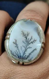 انگشترشجرتکدرخت کلکسیونی