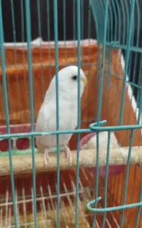 مرغ عشق