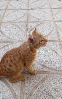 واگذاری رایگان