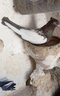 کبوتر سینه قهوی