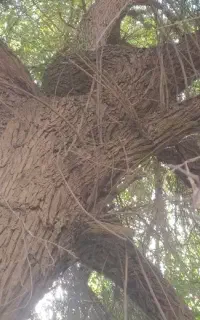 خرید انواع درخت و چوب خشک و تر