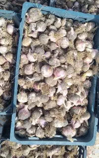 سیر تازه زابل جان