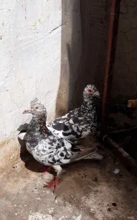 کبوتر سار نر