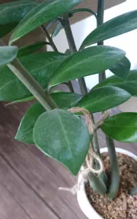 نیازمند سرمایه