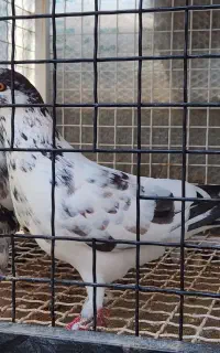ی جفت نرو ماده پریده
