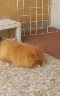 پامر عروسکی خوش رنگ