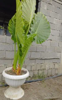 بابا آدم حراج