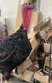 بوقلمون