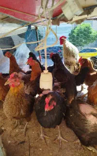 خروس ومروغ واردک