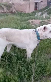 ماده سگ سرابی 17ماه