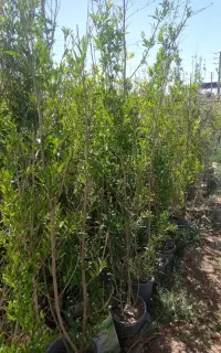 استخدام نیروی کار گلخانه نهال کار