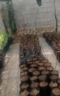 فروش نهال