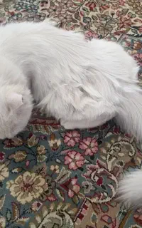 گربه پرشین گمشده پیداشده کوچه شیرینی توکلی کرمان