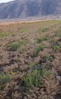 کاه نخود