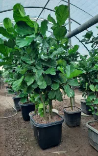 استخدام نیروی کار گلخانه