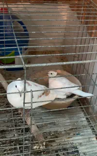 کبوتر قمری