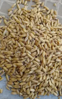 گندم دیم وابی وماشک واوره