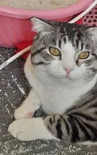 گربه بیریتیش مهربونمون