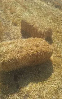 پرس گندم(کلش)