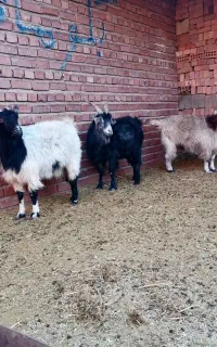 بز چاق قصابی