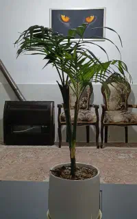 اجاره/سوئیت/ویلایی لوکس/قیمت مناسب