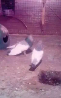 سینه سبز خوبو