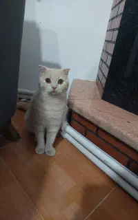 گربه اسکاتیش کاراملی ۸ماهه