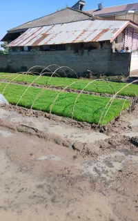 توم نشا علی کاظمی