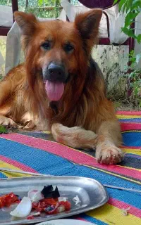 سگ نگهبان ژرمن نر