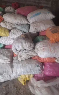 سیب زمینی دامی