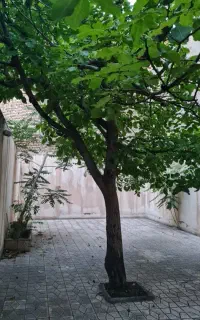 اجاره آپارتمان ۶۰مترطبقه اول درکوچه باغ کوی وثیق
