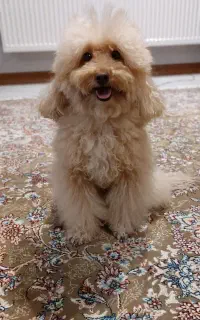 واگذاری مشروط سگ توی پودل