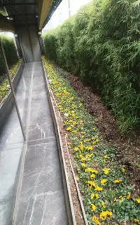 خدمات باغبانی، باغچه کاری،گل کاری،سم پاشی،گلدون