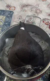 هیزه ران بز کوچک نیم‌ کیلیویی