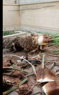 هرس یا قعط درختان مزاحم