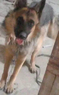 سگ ژرمن