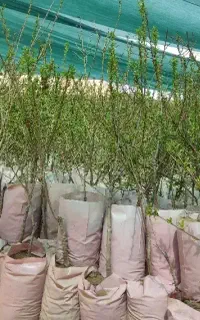 نهالستان میوه و گردو و بادام گلدانی دیرگل و پربار.