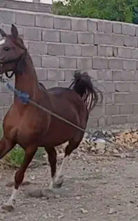 اسب مادیون