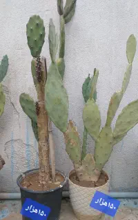 کاکتوس