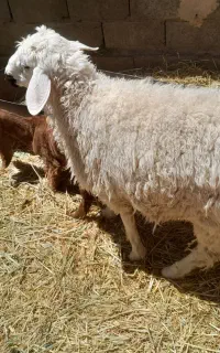 بره نر کوهبنان