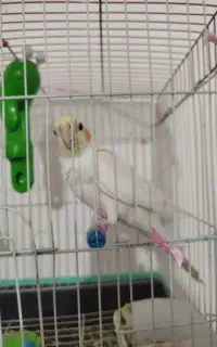 عروس هلندی
